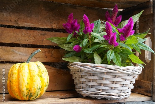 Autumnal scene with yellow pumpkin and pink celosia in a basket photo