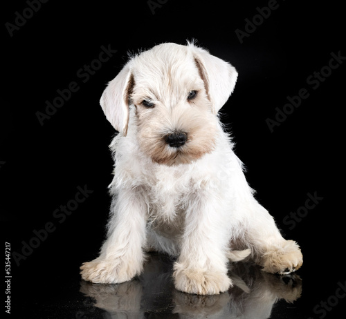 puppy miniature schnauzer in studio