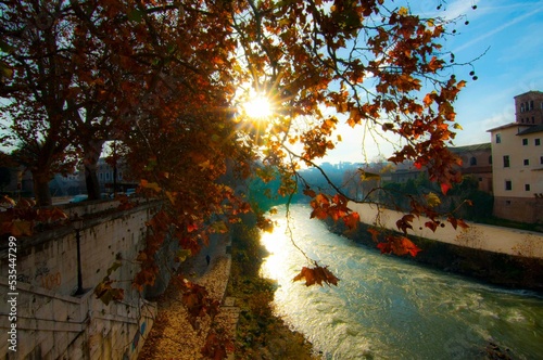 Platani sul fiume Tevere photo