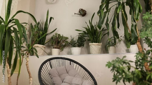 Slow motion Many house plants in pot, greenhouse, Biophillia design at home, gardening concept, green home. Greenery at home, love of plants, indoor cozy garden. photo