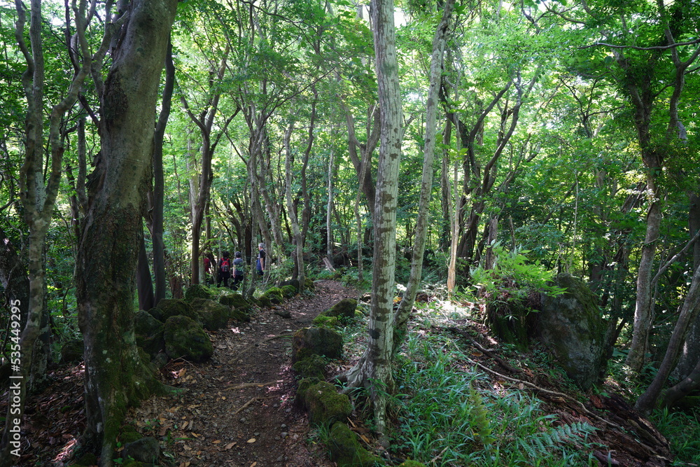 pathway through dense spring forest pathway through dense spring forest