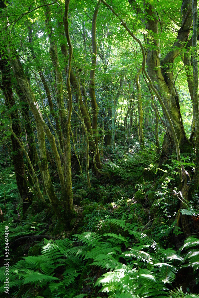 dense spring forest in the gleaming sunlight dense spring forest in the gleaming sunlight