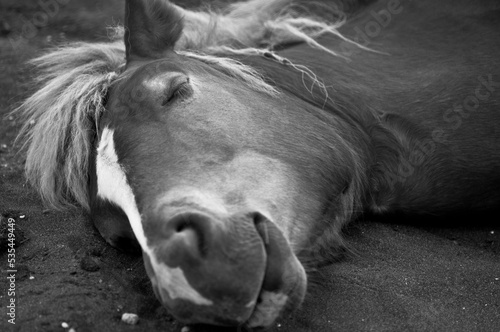 Cavallo dorme bianco e nero