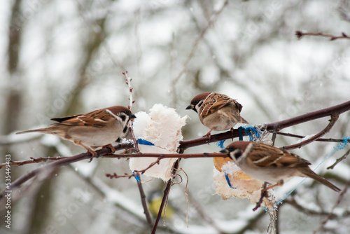 Sparrows eating salo sitting on branches of a tree. Feeding sparrows in winter colds photo