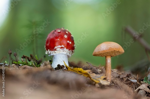 Canvas Print Amanita muscaria growing right next to a peppery bolete mushroom (Chalciporus pi