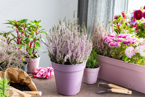 Planting autumn flowers in pots, decorating a balcony or terrace in autumn, heather planting, chrysanthemums and impatiens, rosemary and pepper photo