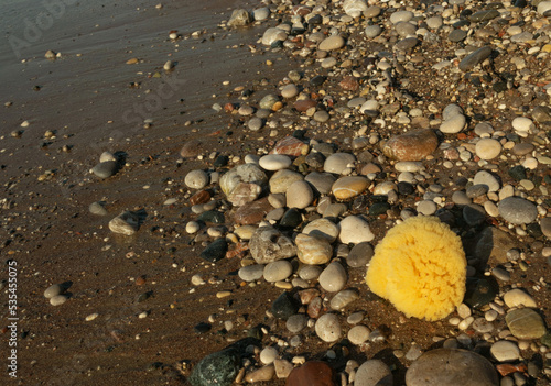 Natural sponge outdoor photo