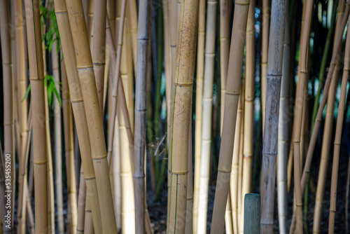 Dicht beieinander stehende Bambushalme einer Hecke