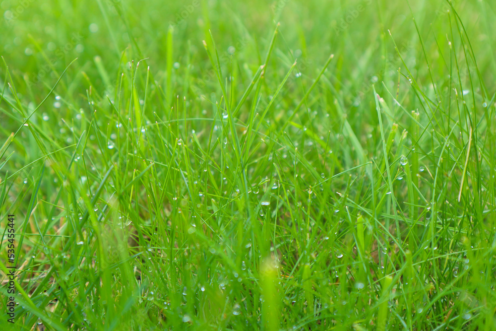 Naklejka premium Fresh green grass with dew drops closeup. Soft Focus. Green wet grass with dew on a blades