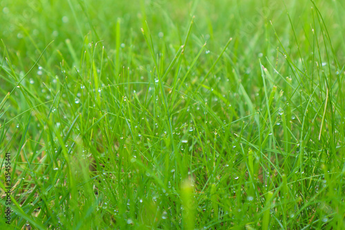 Fresh green grass with dew drops closeup. Soft Focus. Green wet grass with dew on a blades