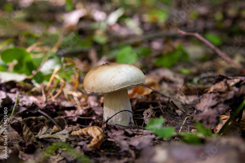Boletus mushroom in the wild. Porcini mushroom grows on the forest floor at autumn season.. © kostik2photo