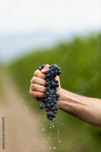 Vertical shot of a person squeezing grapes