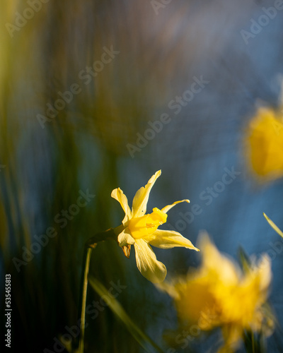 Atardecer entre flores