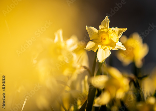 Atardecer entre flores