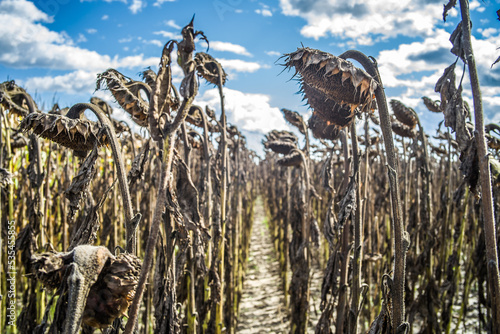 field of withered sunflowers on a sunny day. flowers of withered sunflowers. brown, dry sunflowers left in the field © Piotr