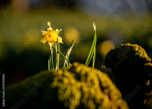 Atardecer entre flores