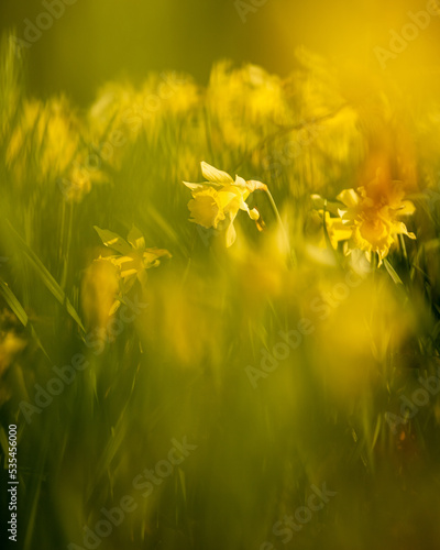 Atardecer entre flores