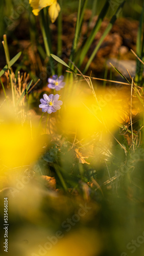 Atardecer entre flores