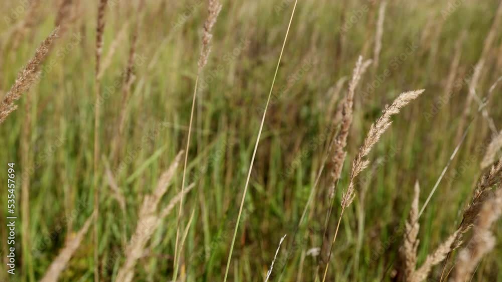 landscape of a field of dry grass. drought and global warming are killing our planet landscape of a field of dry grass. drought and global warming are killing our planet