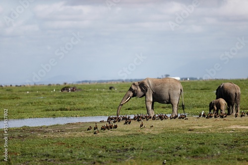 Canvas Print Family of elephants eating in Amboseli National Park, Kenya