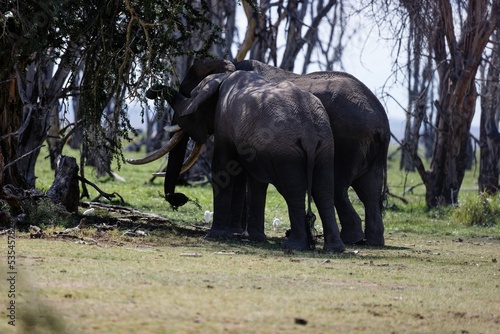 Photography Pair of elephants eating a tree in Amboseli National Park, Kenya