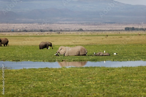 Photography Family of elephants walking in Amboseli National Park, Kenya