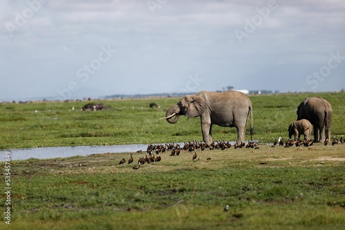 Photography Family of elephants eating in Amboseli National Park, Kenya