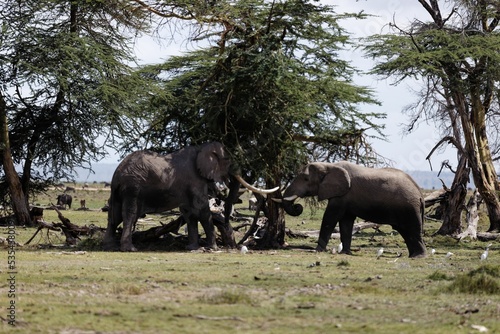 Photography Pair of elephants eating a tree in Amboseli National Park, Kenya