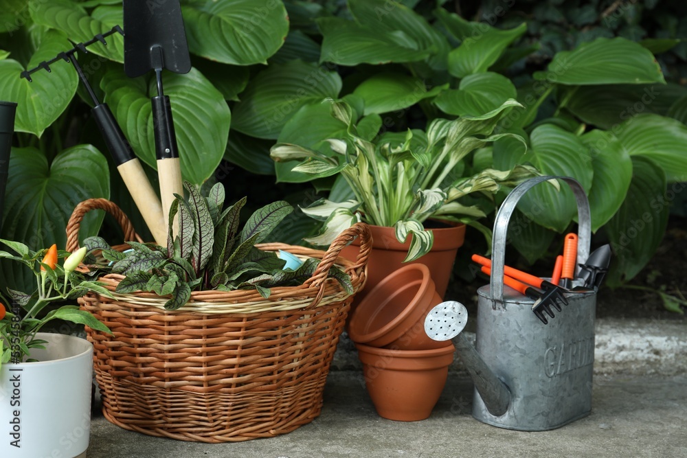 Beautiful plants and different gardening tools outdoors