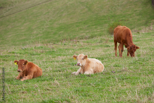 brown calfs in a pasture looking into the camera
