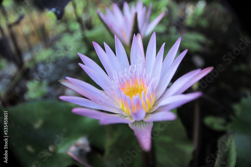 lotus flower in the garden