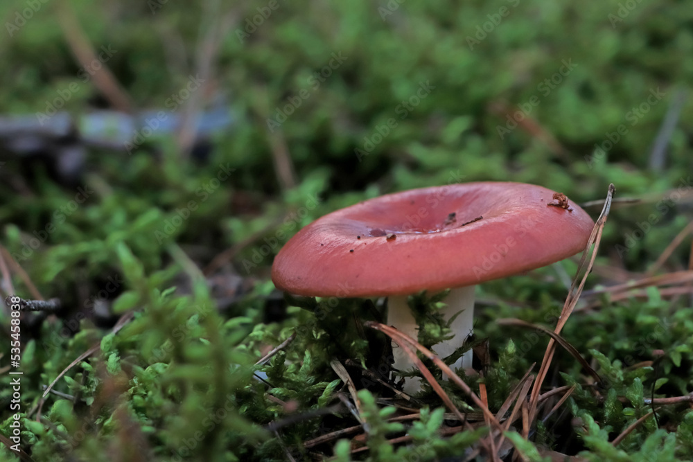 Russula mushroom growing in forest, closeup view Russula mushroom growing in forest, closeup view