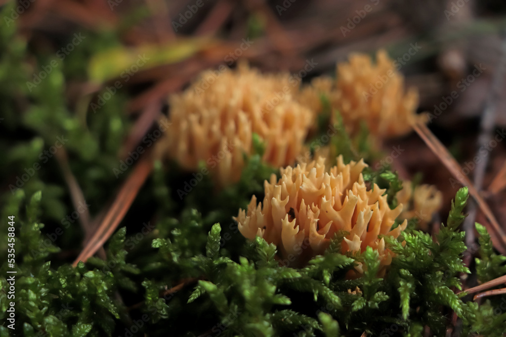 Ramaria flava mushrooms growing in forest, closeup Ramaria flava mushrooms growing in forest, closeup