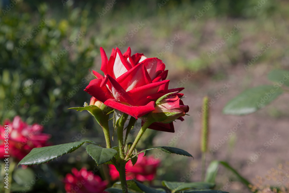Beautiful red rose bush growing in the garden. Beautiful red rose bush growing in the garden.