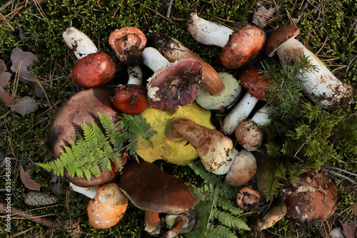 Many different fresh forest mushrooms on grass, top view