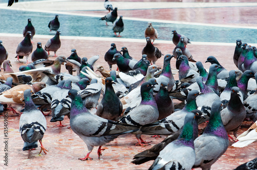 Many pigeons in the city square. Crowd of pigeon on the walking street. Blurred group of pigeons.
