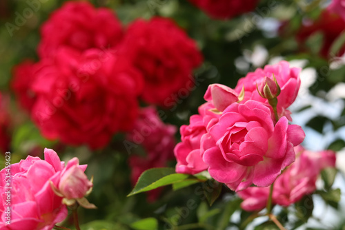 Closeup view of beautiful blooming rose bush outdoors on sunny day. Space for text
