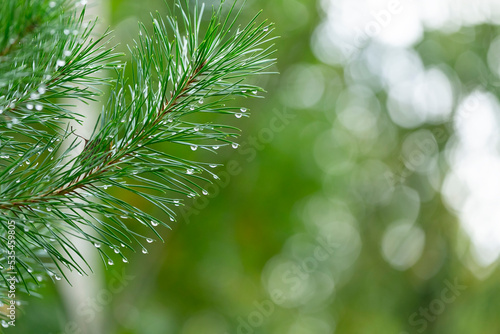 close up of pine needles with water drops