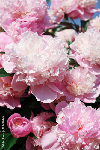 Wonderful blooming pink peonies in garden  closeup