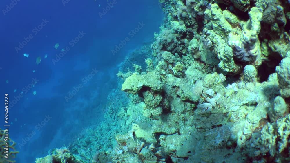 Mating games Striated surgeonfish (Ctenochaetus striatus): a pair of fish swims out of a coral hole, simultaneously makes a circle over a coral reef, then hides in a hole. Mating games Striated surgeonfish (Ctenochaetus striatus): a pair of fish swims out of a coral hole, simultaneously makes a circle over a coral reef, then hides in a hole.