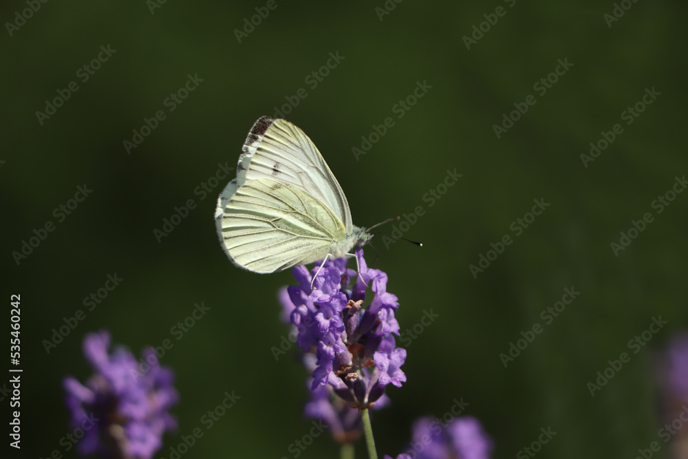 Beautiful butterfly in lavender field on sunny day, closeup Beautiful butterfly in lavender field on sunny day, closeup