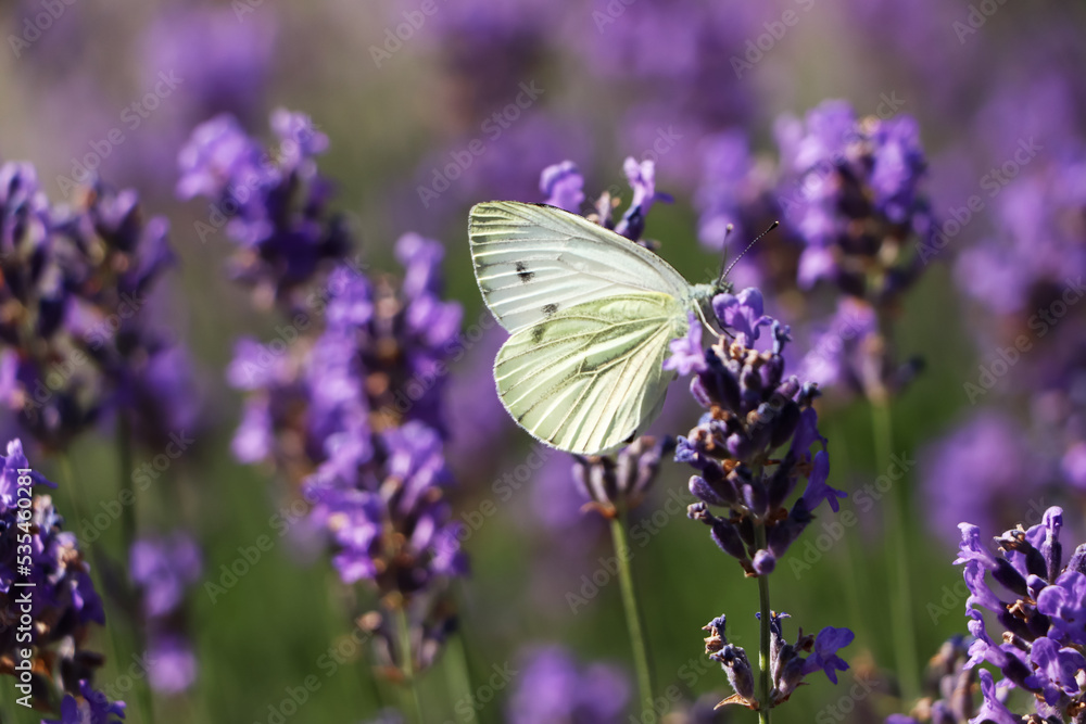 Beautiful butterfly in lavender field on summer day, closeup Beautiful butterfly in lavender field on summer day, closeup