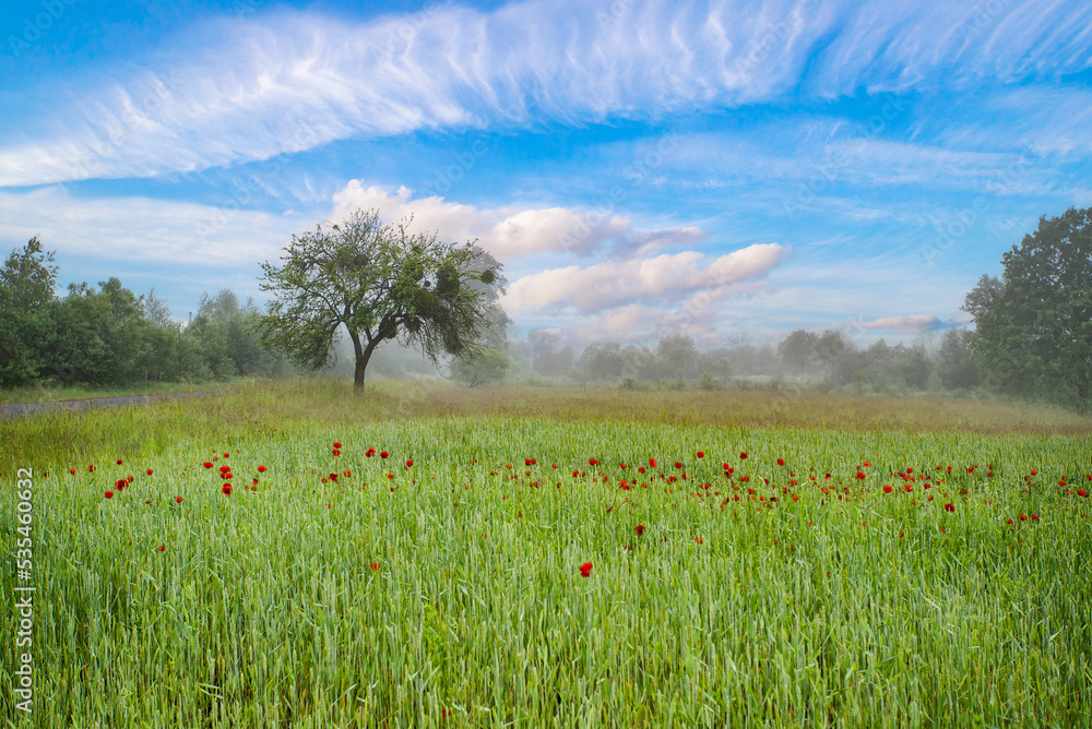 landscape morning fog on a field of poppies and trees. the sky is blue with clouds on a spring day.