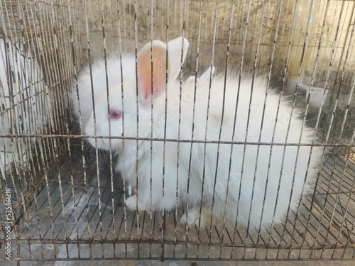 Cuadro en lienzo white rabbit in a cage