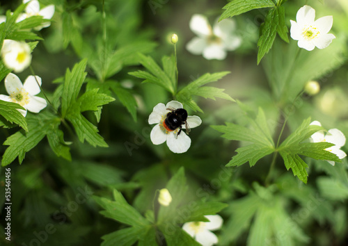A bumblebee collects nectar and pollen from anemones.