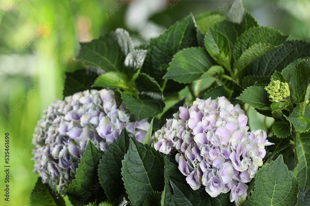 Beautiful hortensia plant with light flowers outdoors, closeup Beautiful hortensia plant with light flowers outdoors, closeup