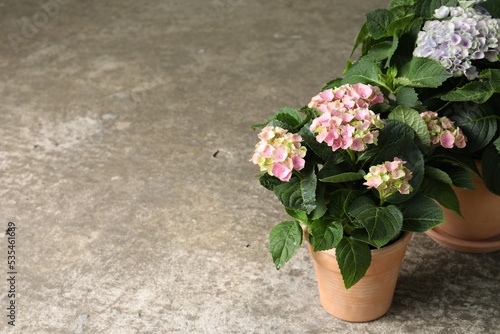 Wallpaper Mural Beautiful blooming hortensia plants in pots on grey stone background. Space for text Torontodigital.ca
