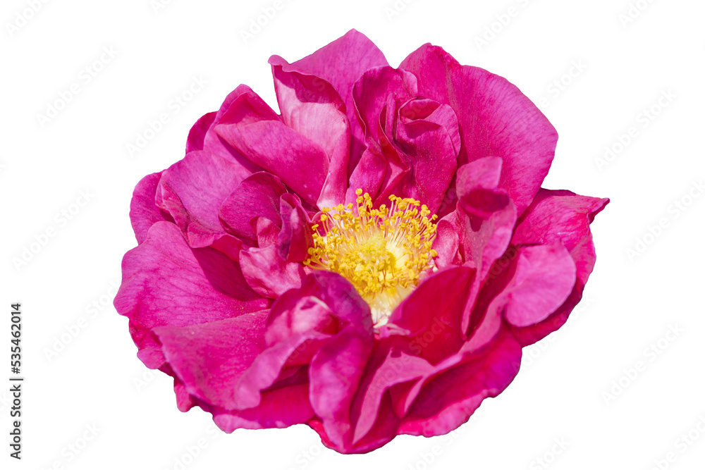 Rose gallica var. officinalis a springtime summer red flower shrub commonly known as old red damask, cut out and isolated on a transparent background Rose gallica var. officinalis a springtime summer red flower shrub commonly known as old red damask, cut out and isolated on a transparent background