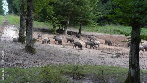 Big group of wild boars in the  forest photo