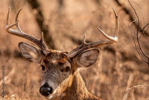 Closeup shot of a brown deer with antlers hiding behind wood on a field Fototapet